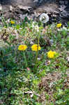 Common dandelion